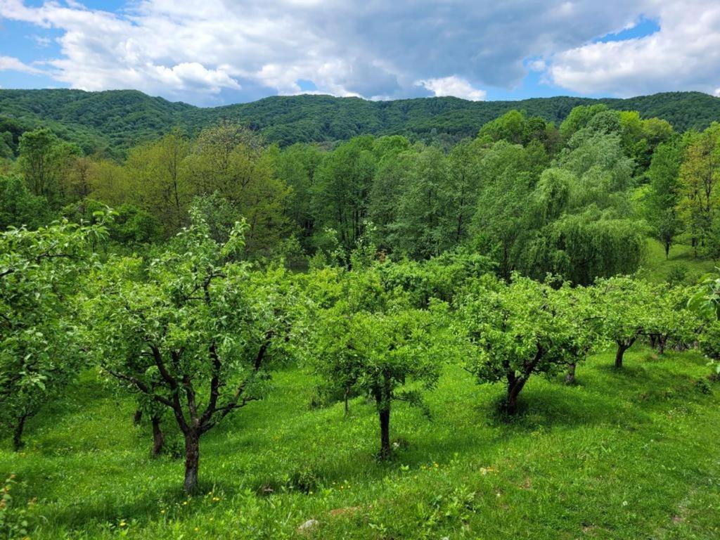 Casa Adelina Villa Valea Lunga-Cricov Екстериор снимка